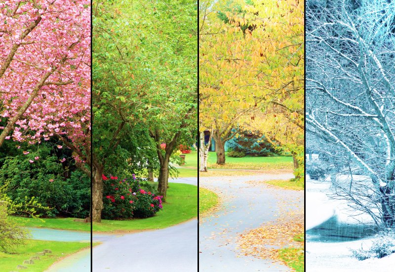 Picture of trees in a park depicting all 4 seasons